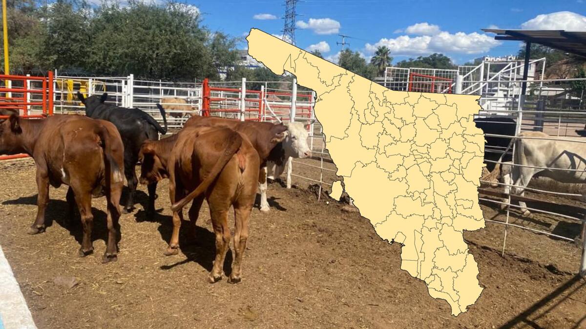 Sader adelanta que ya habría fecha para que Sonora pueda reanudar la exportación de su ganado a los Estados Unidos. | Archivo GH