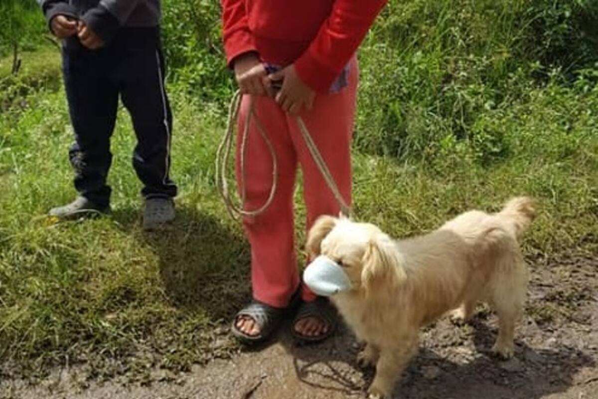 Llevan a perrito a jornada de vacunación con cubrebocas
