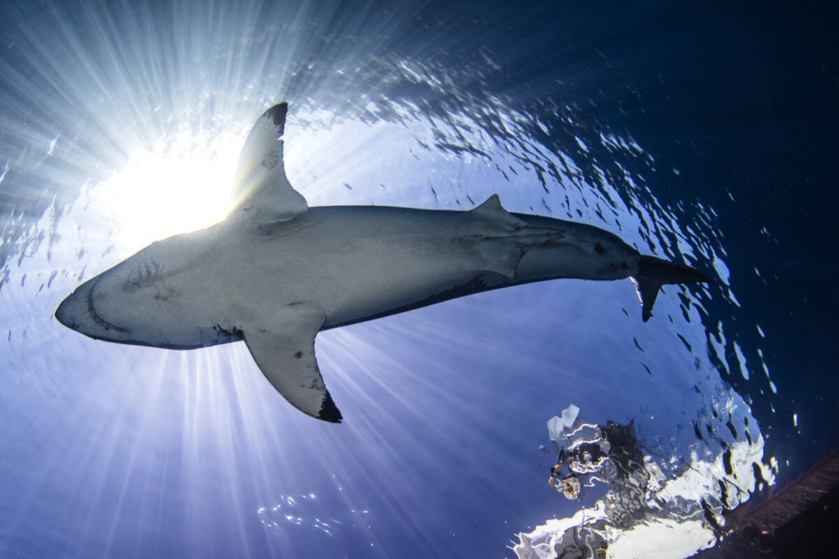 Graban a una manada de tiburones hambrientos como cazan un enorme banco de peces