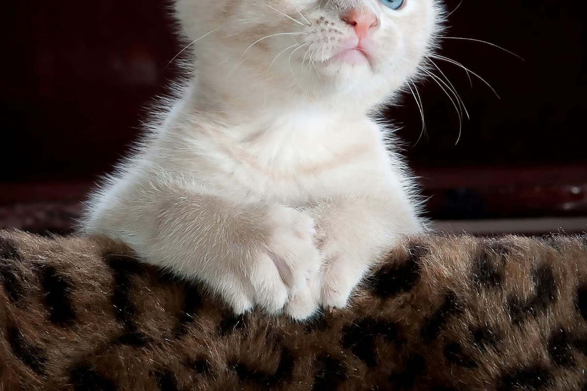 ¿Cuál es el origen del refrán “la curiosidad mató al gato”?
