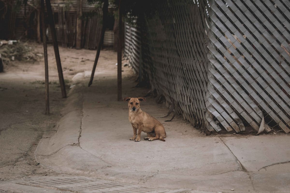 Urge reglamento y centro de control animal funcional; calculan más de 80 mil perros en calles de SLRC