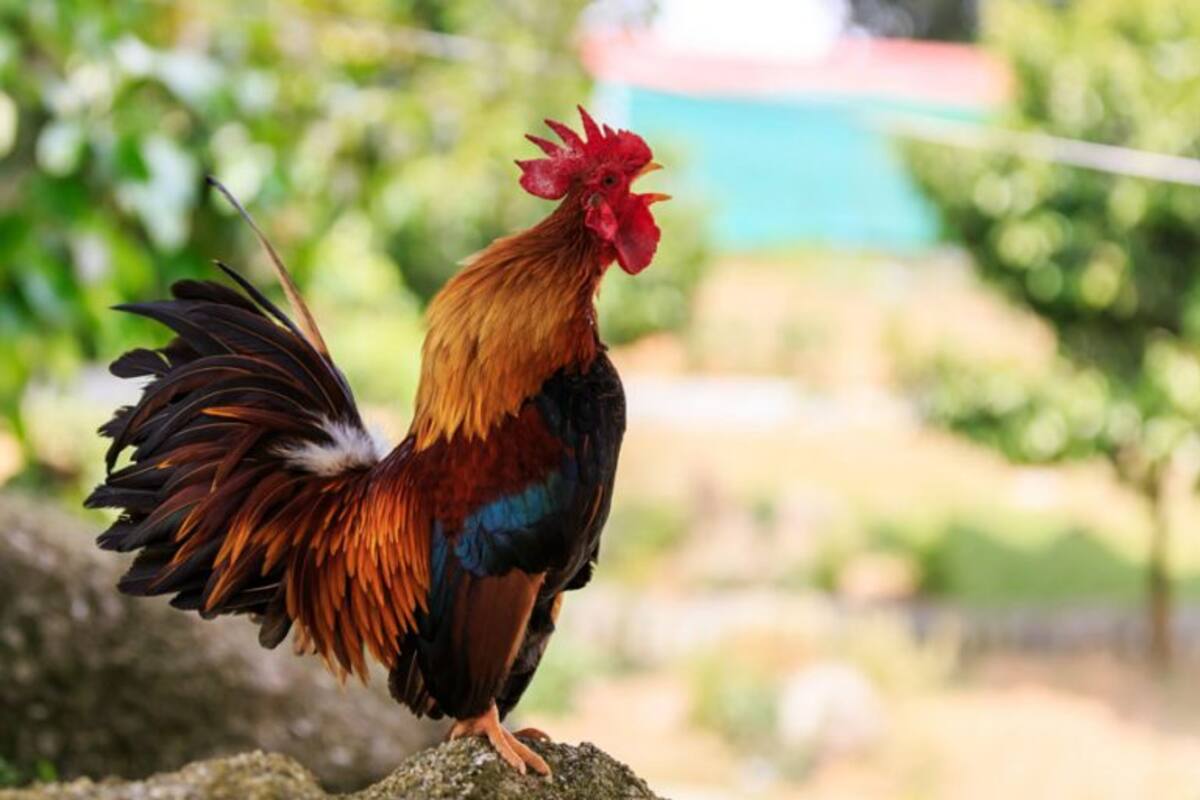 Un gallo gana el juicio y puede cantar aunque los vecinos se enfaden