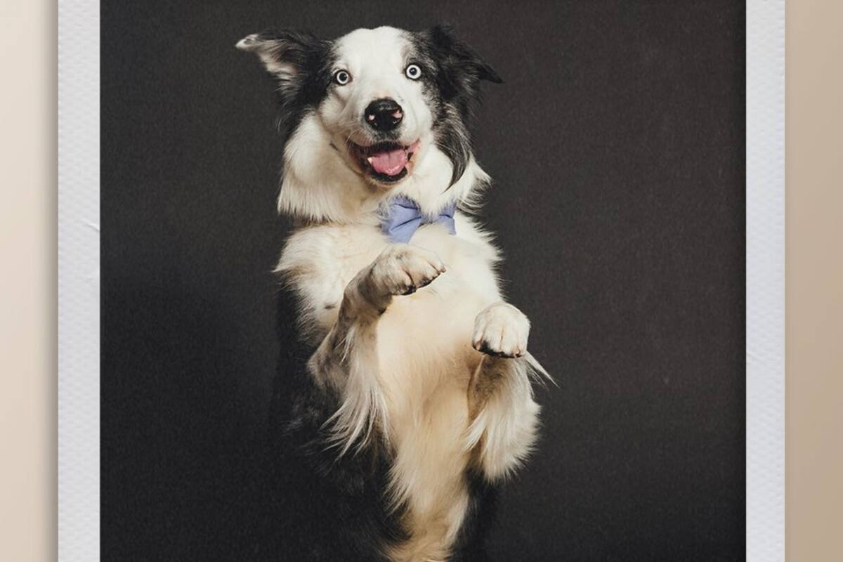 ¿Quién es Messi, el perrito que debería ganar un Oscar?
