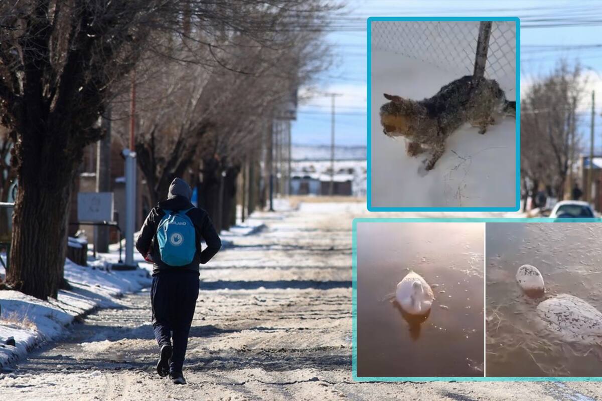 Ola polar en Argentina: Animales aparecen congelados por frío extremo (VIDEOS)