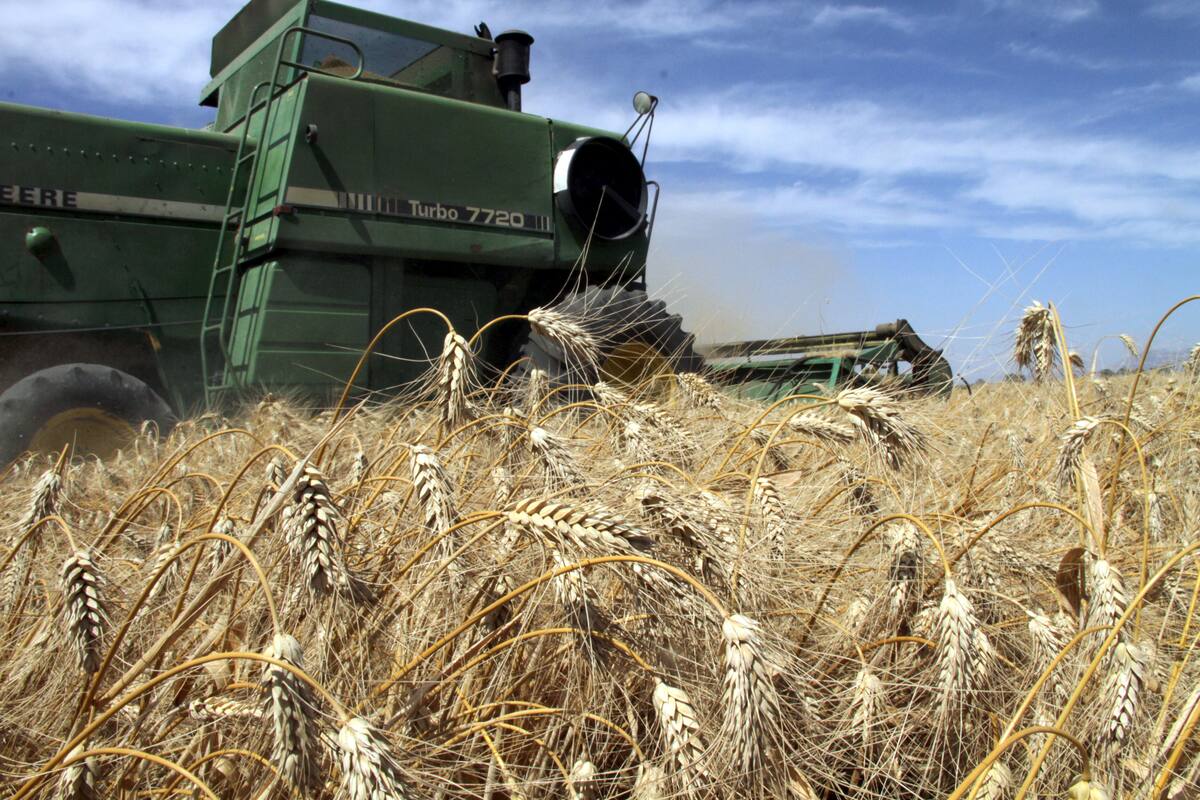 Urge a trigueros del Sur de Sonora apoyo del gobierno federal para pagar deudas