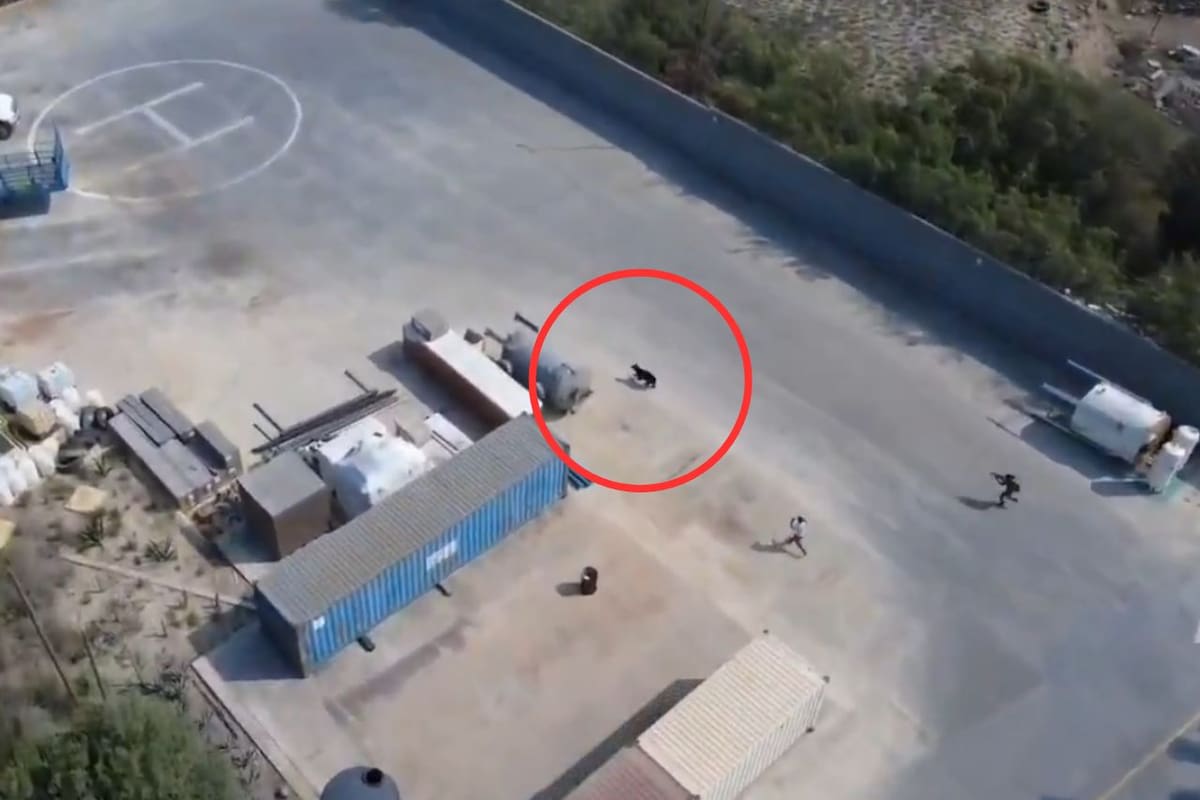 Oso corre por estacionamiento industrial en García, Nuevo León; rescatistas acuden a capturarlo para evaluación de salud