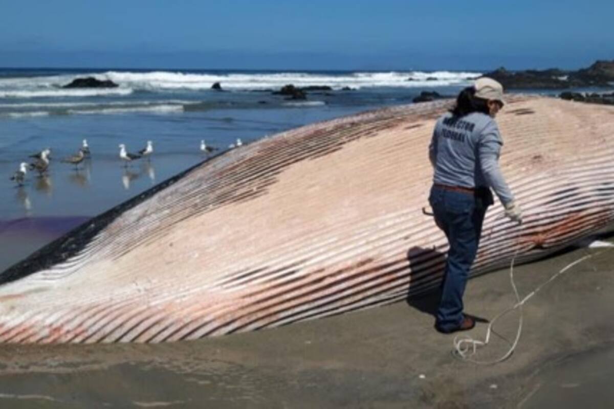 Atiende Profepa el varamiento de una ballena en Playas de Rosarito, B.C.