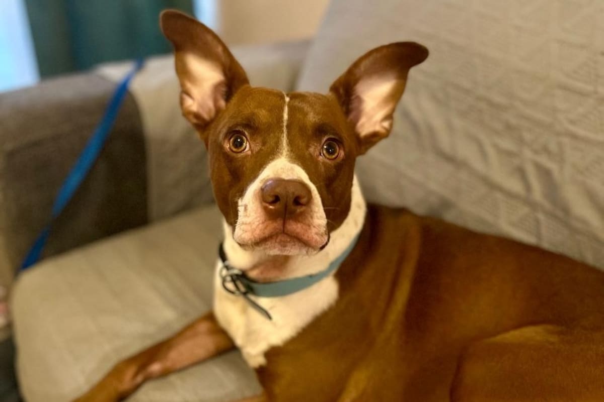 Día Mundial del Perro Adoptado: ¿por qué es tan importante adoptar?