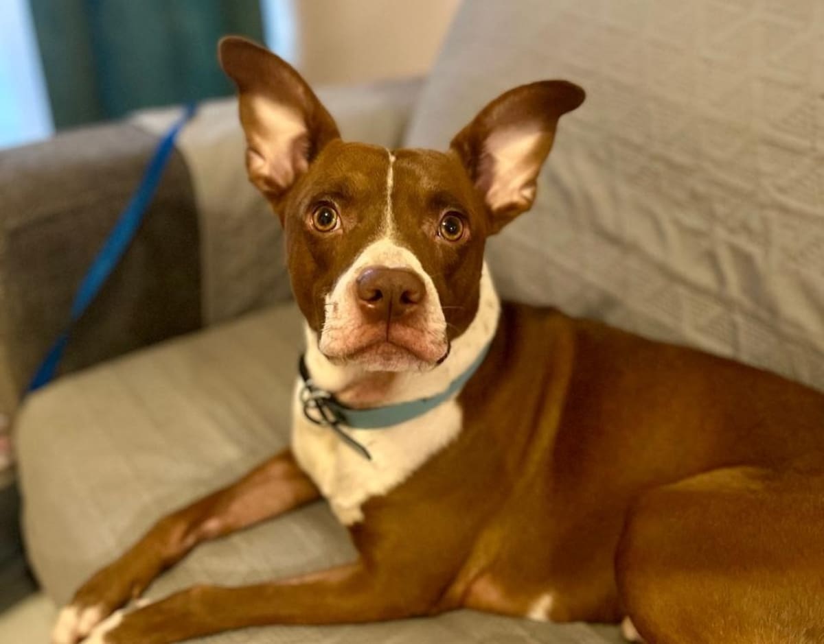 Tener de mascota a un perrito es una de las experiencias más bonitas que nos pueden llegar a pasar l Foto: Nayelli Nuñez