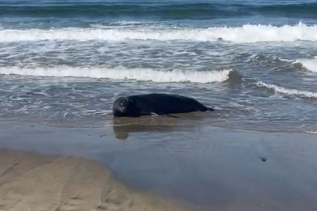 Localizan lobos marinos adormilados en playas de Ensenada
