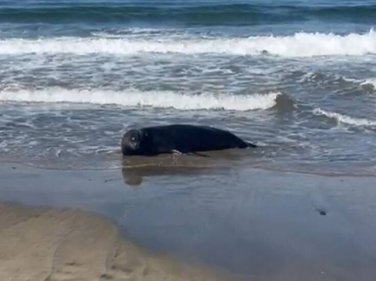Ley de Ingresos Ensenada