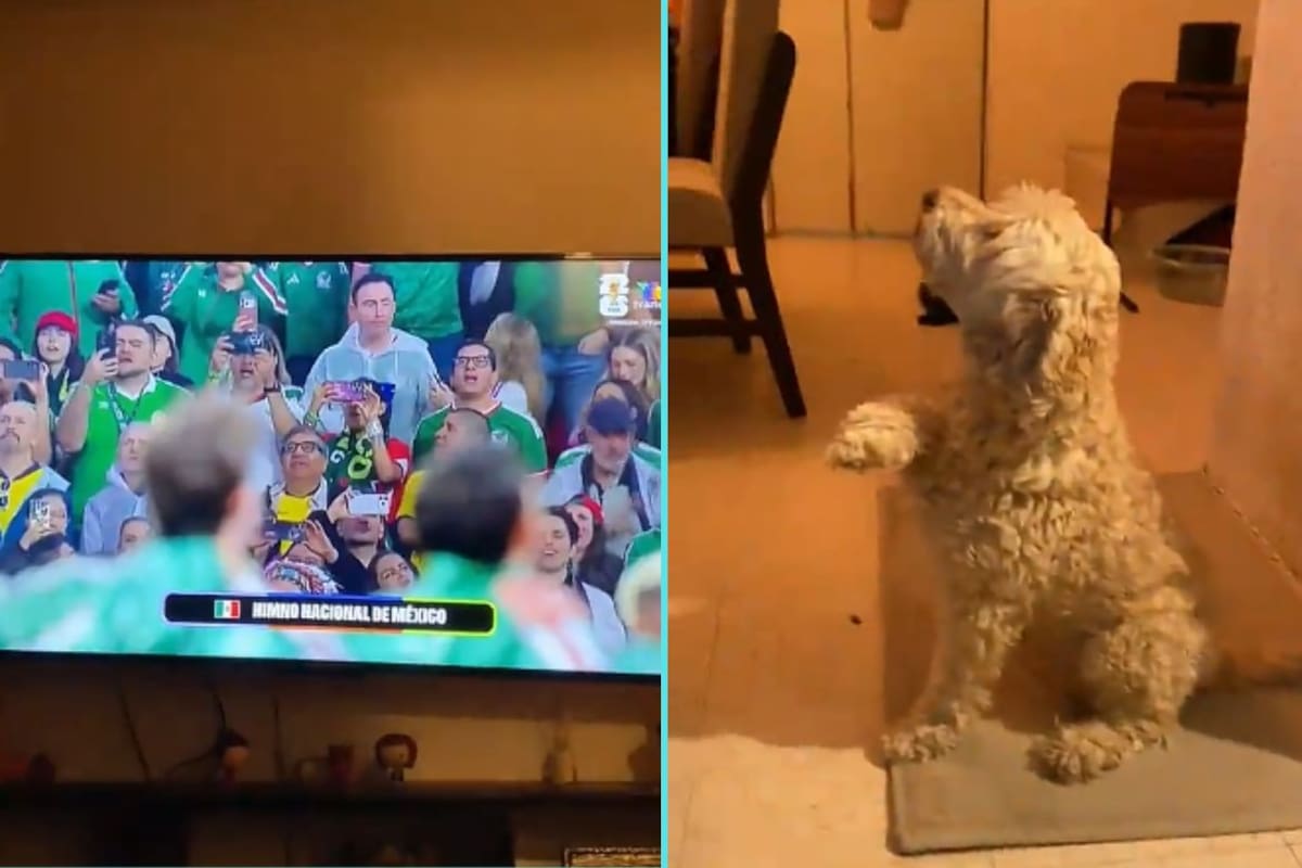 Perrito conquista redes al “saludar” durante el Himno Nacional Mexicano previo al partido de México (VIDEO)