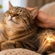 ¿Sabías que los gatos ronronean a una frecuencia que puede estimular la curación ósea?