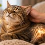 ¿Sabías que los gatos ronronean a una frecuencia que puede estimular la curación ósea?