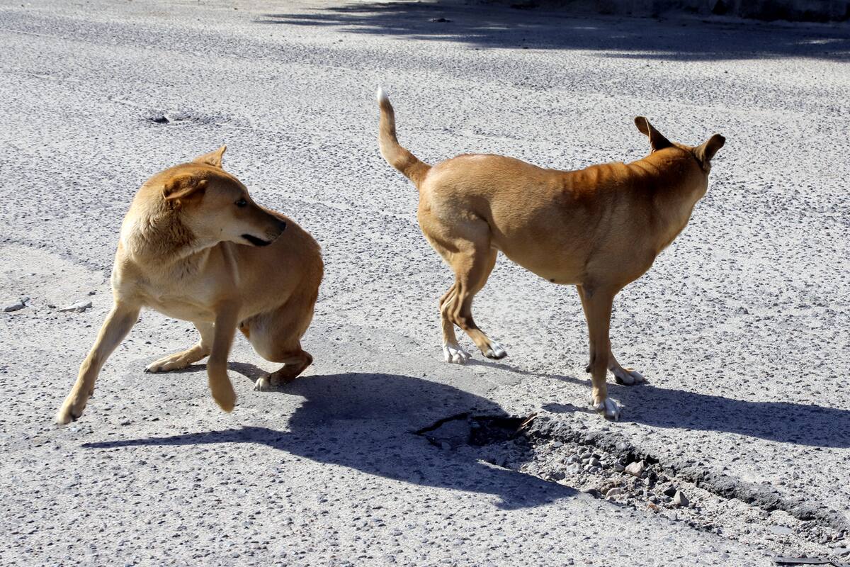 Buscan prevenir riesgos por perros salvajes y garrapatas en Isla de Cedros