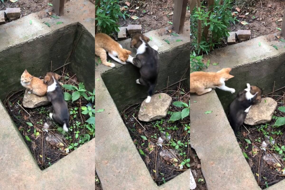 VIDEO: gato conmueve las redes al intentar ayudar a un perro a salir de un agujero