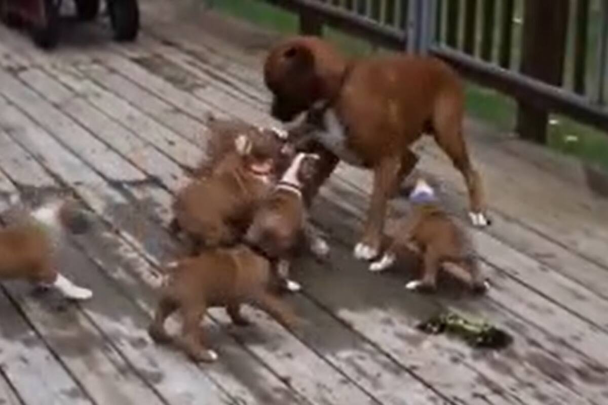 La invasión más tierna imposible de unos cachorritos