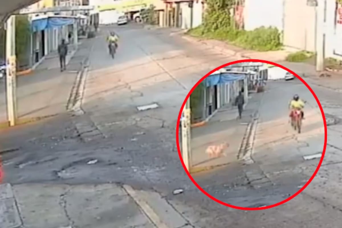 VIDEO: Perrito atropella a motociclista y se da a la fuga