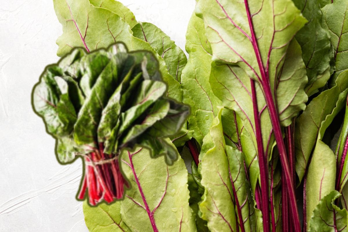Acelga: la verdura de invierno que puede ayudar a mejorar la circulación, fortalecer el sistema inmune y aportar hierro