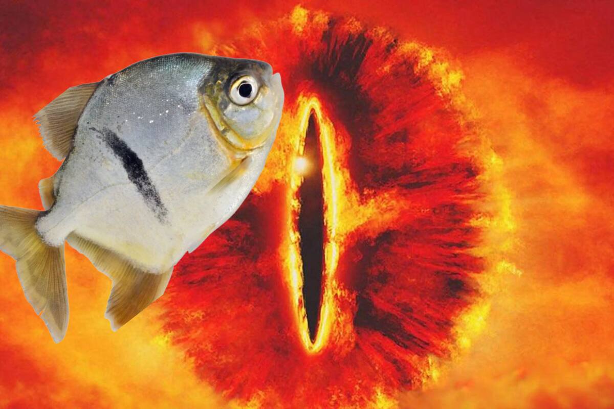 Nueva especie de pez amazónico recibe el nombre del villano de ‘El Señor de los Anillos’
