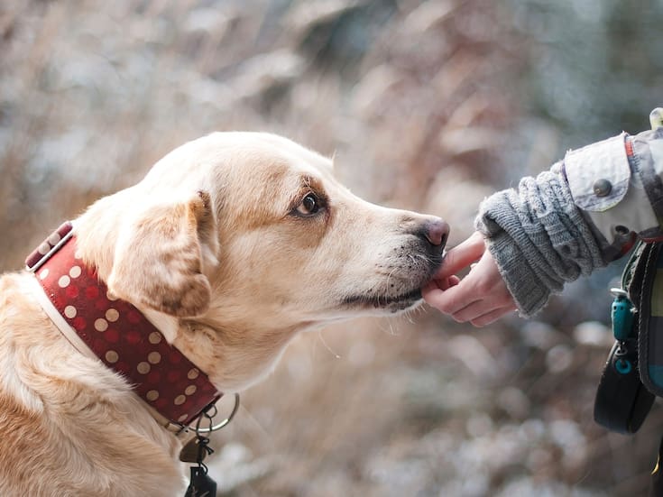 Caducan 102 iniciativas para proteger a los animales en México y el país sigue sin Ley General, pese a la reforma constitucional
