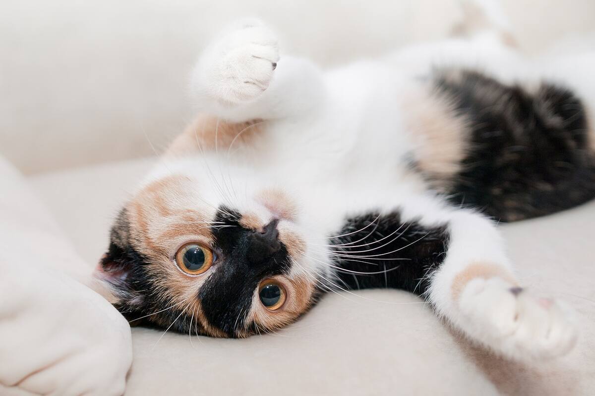 Día Internacional de la Esterilización Animal: Conoce los beneficios de esterilizar a tu mascota