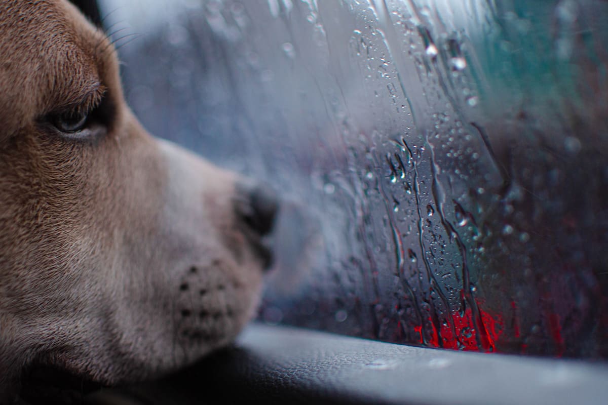 El placer de ver llover: ¿por qué nos calma tanto?