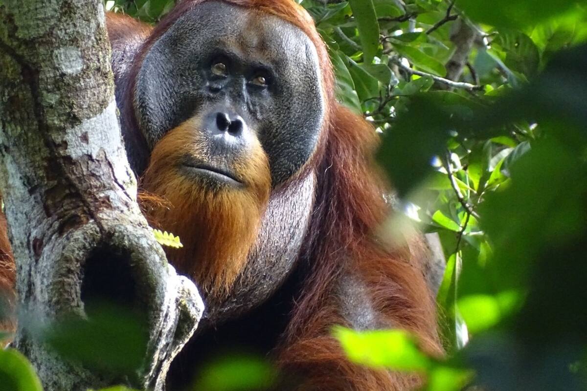 Científicos observan a orangután tratando una herida con planta medicinal