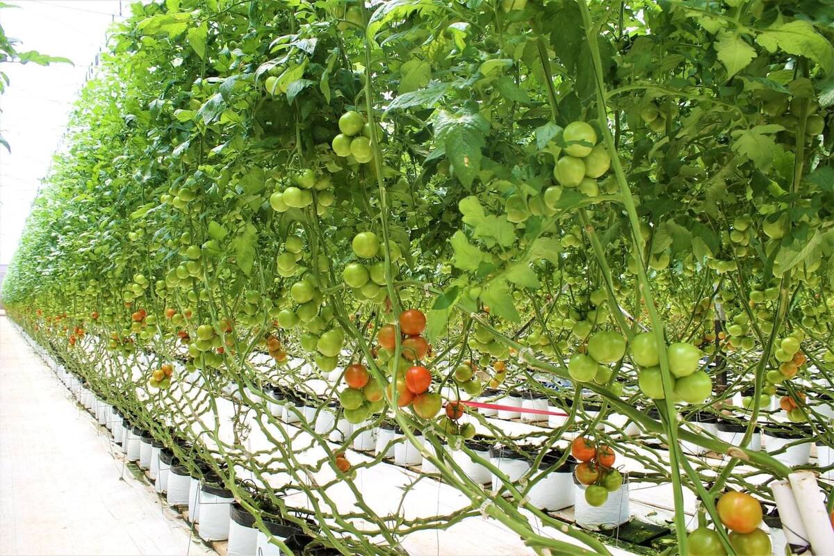 Sobresale cultivo de tomate en la Zona Costa