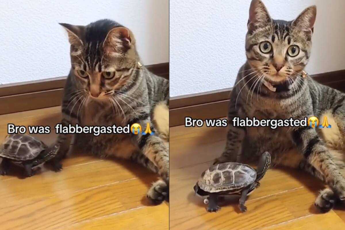 Tortuga asusta a un gato al correr velozmente sobre una patineta diminuta | TikTok