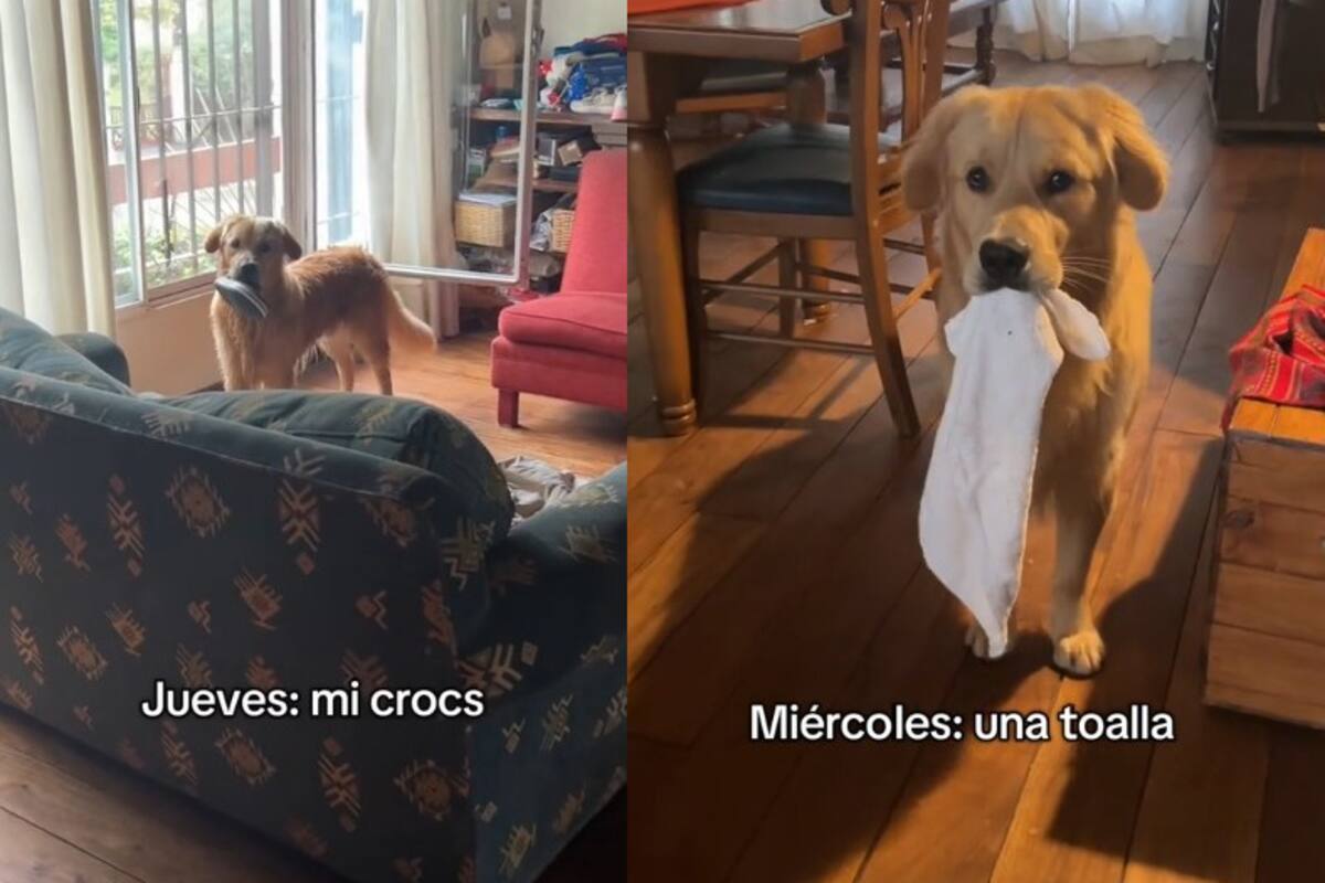 Perro “ladrón” documenta sus robos y conquista TikTok con su ternura