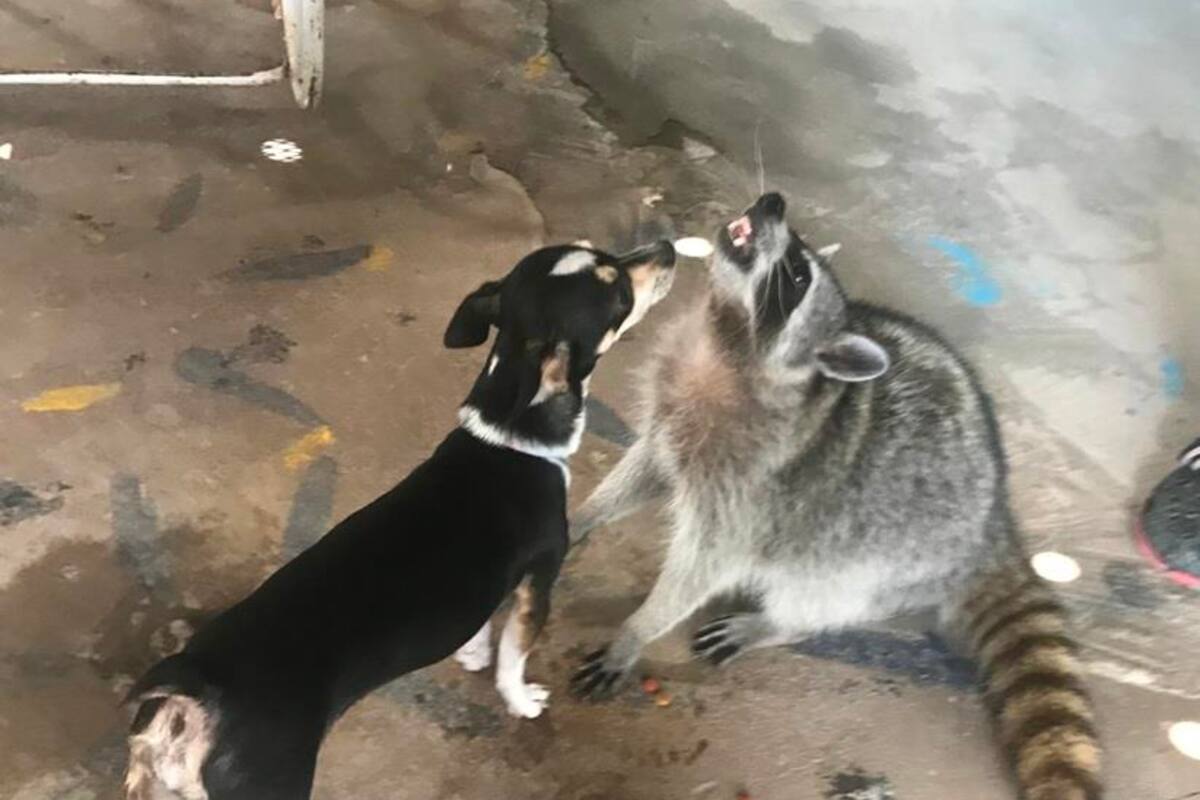 El mapache "Panchito" es travieso y juguetón