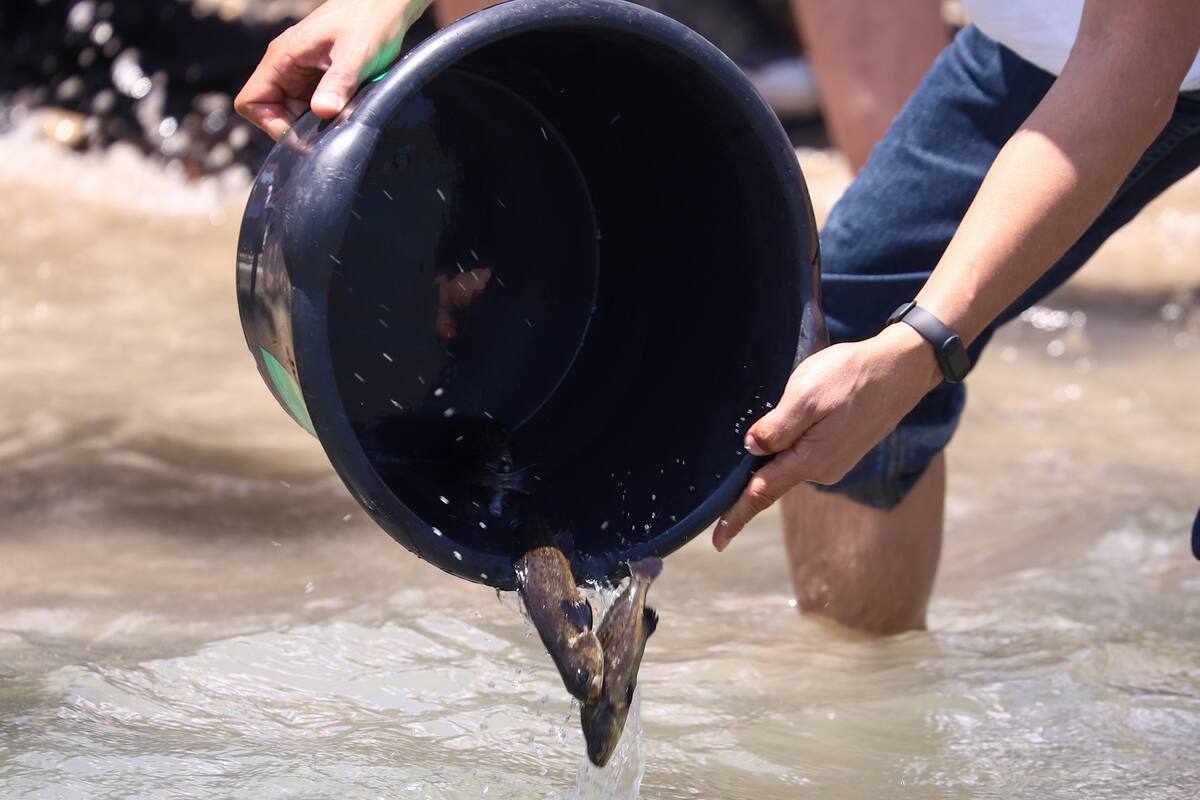 Liberaron 20 mil alevines de Totoaba por parte de la UABC