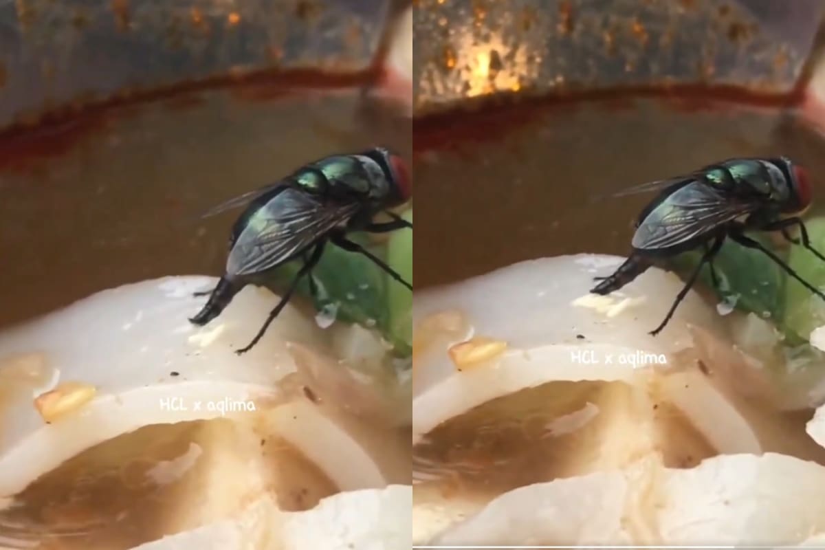 VIDEO: un vistazo detallado al proceso de las moscas al dejar sus huevecillos en la comida