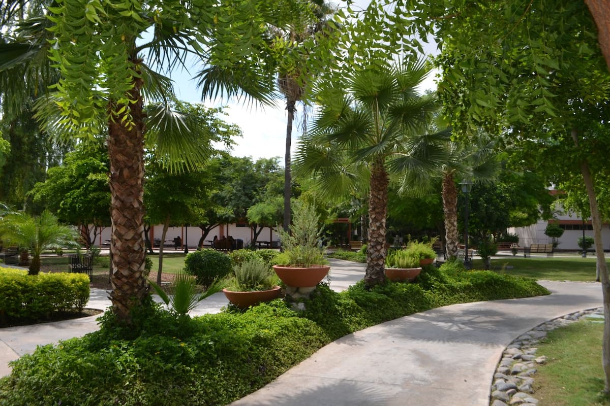 Invitan en Hermosillo al reto “Rompe el concreto y planta un árbol”