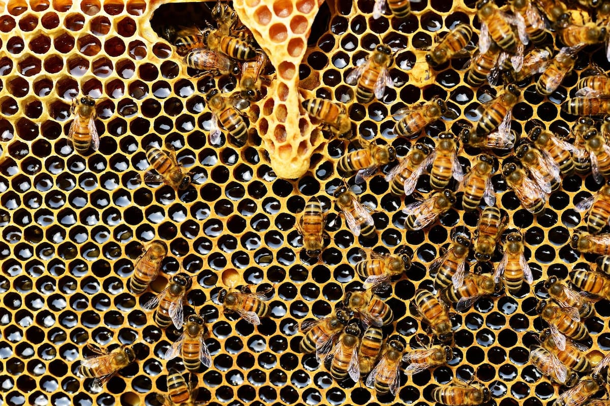 Qué muestra el primer mapa global de abejas (y por qué es tan importante)