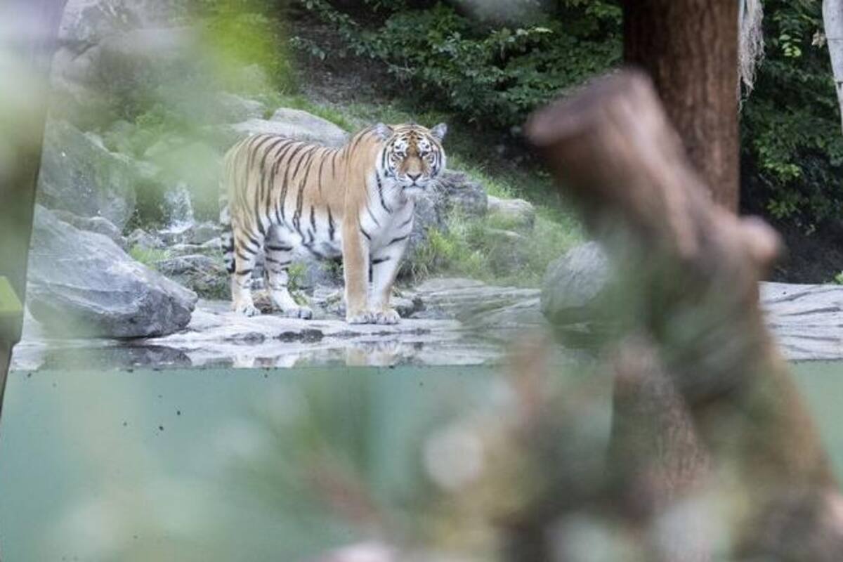 Tigre mata a su cuidadora y visitantes se horrorizan al presenciarlo