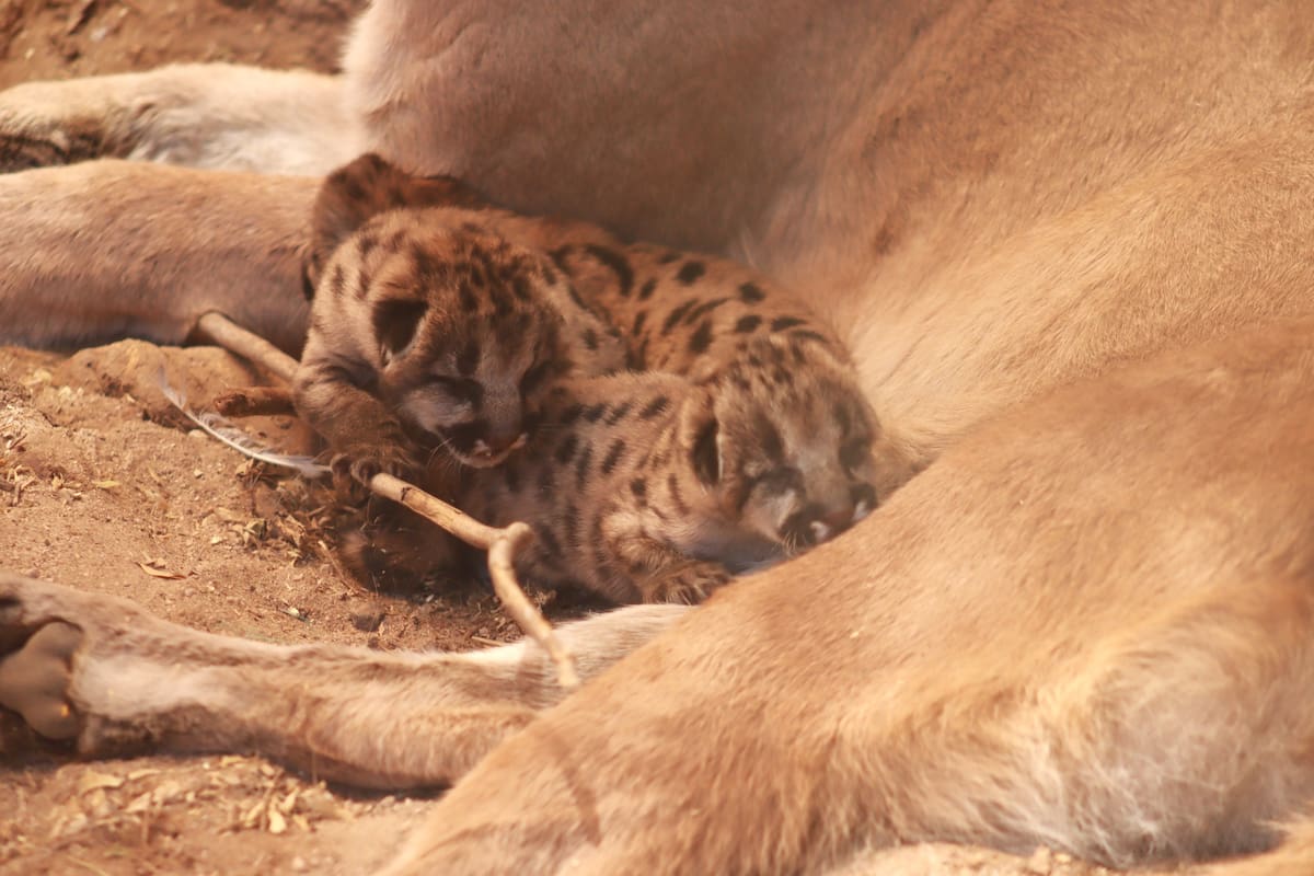 Las crías de puma forman parte de los ejemplares bajo resguardo en el Centro Ecológico de Sonora. FOTO: ESPECIAL