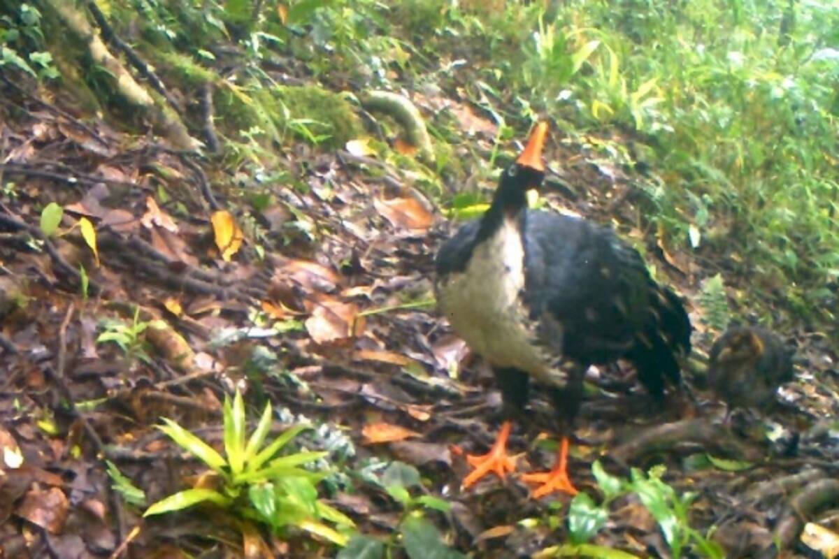 Captan a "unicornio de los bosques" y crías en Sierra Madre de Chiapas