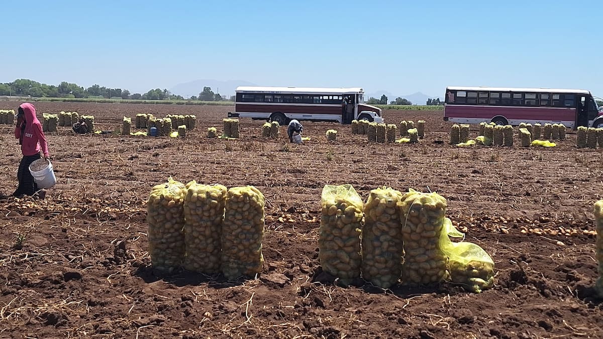 El bajo almacenamiento de la presa Oviáchic pone en alerta a los agricultores del Valle del Yaqui.