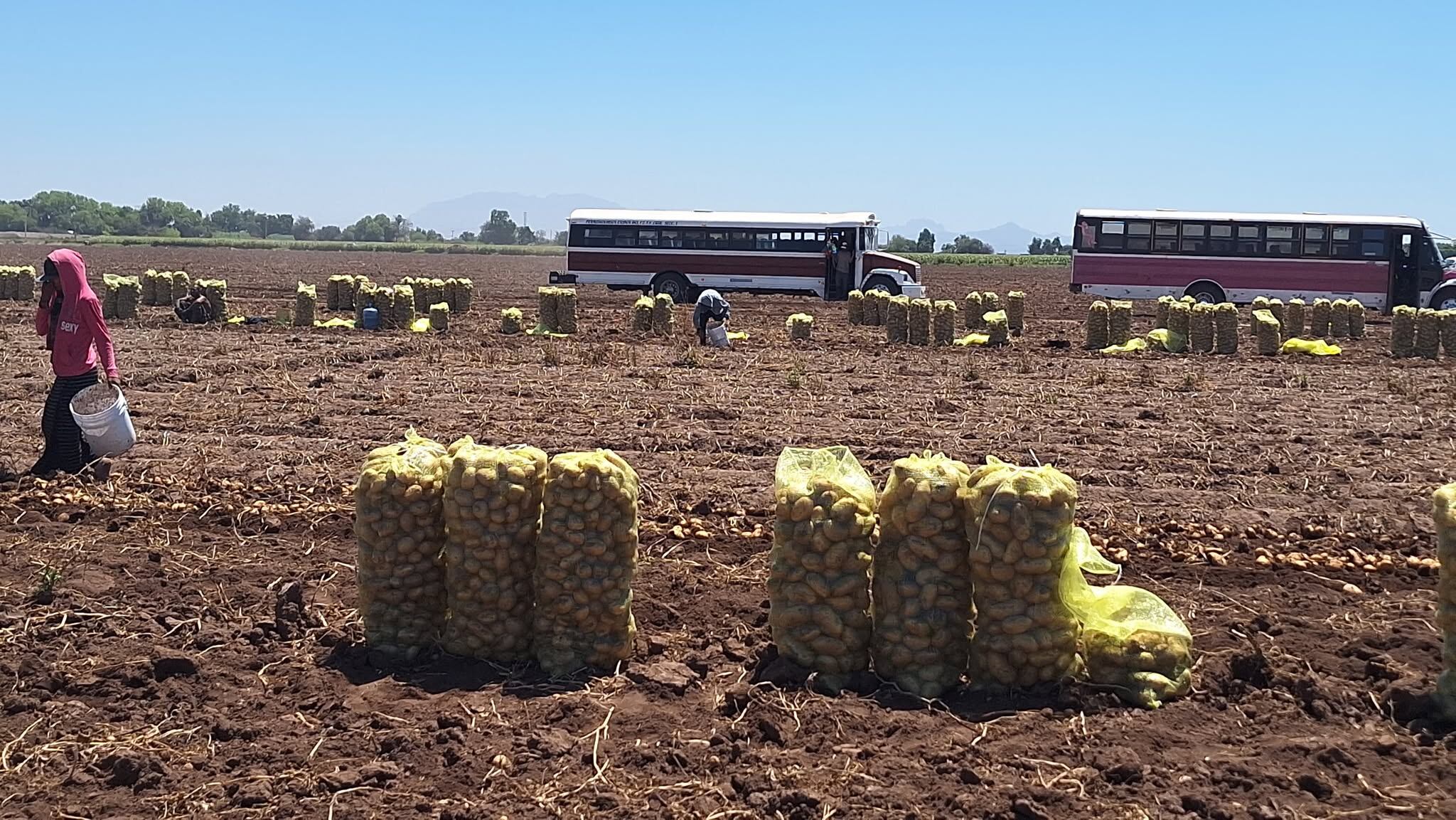 El bajo almacenamiento de la presa Oviáchic pone en alerta a los agricultores del Valle del Yaqui.