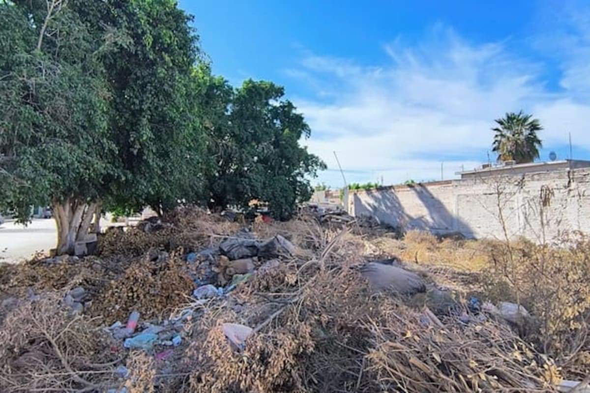 Ubican más de 300 lotes baldíos en abandono en Cajeme