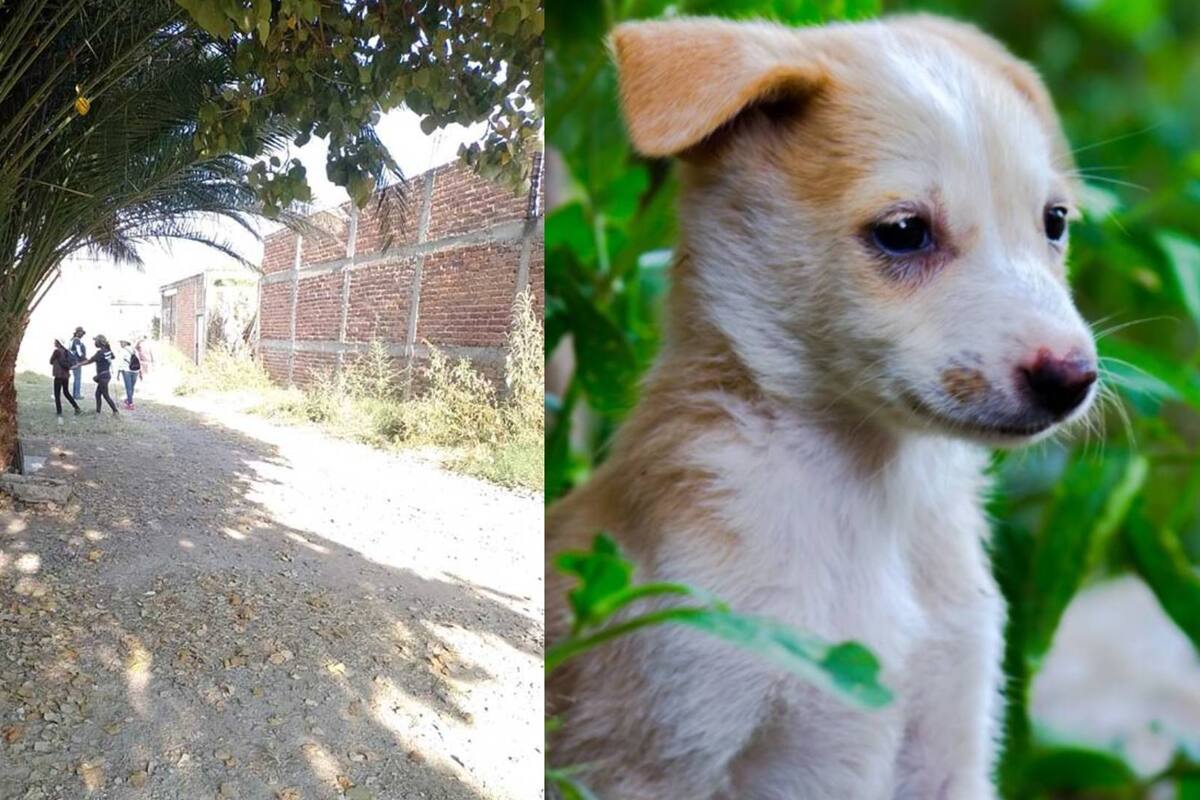 Perrito callejero encuentra fosa clandestina en Irapuato