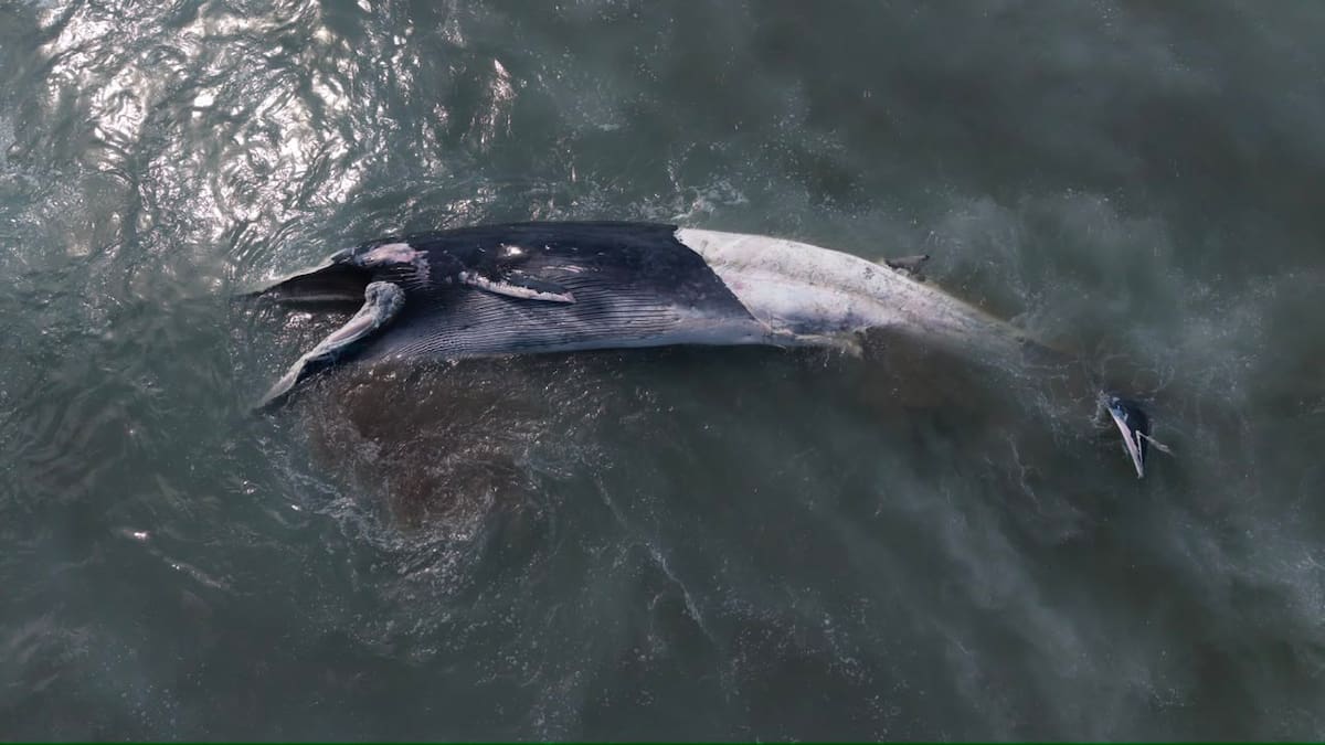 Una ballena de aproximadamente 12 metros fue localizada sin vida en la playa de Playas de Tijuana, a la altura de los edificios de Océano 21. Foto: Cortesía / Border Zoom