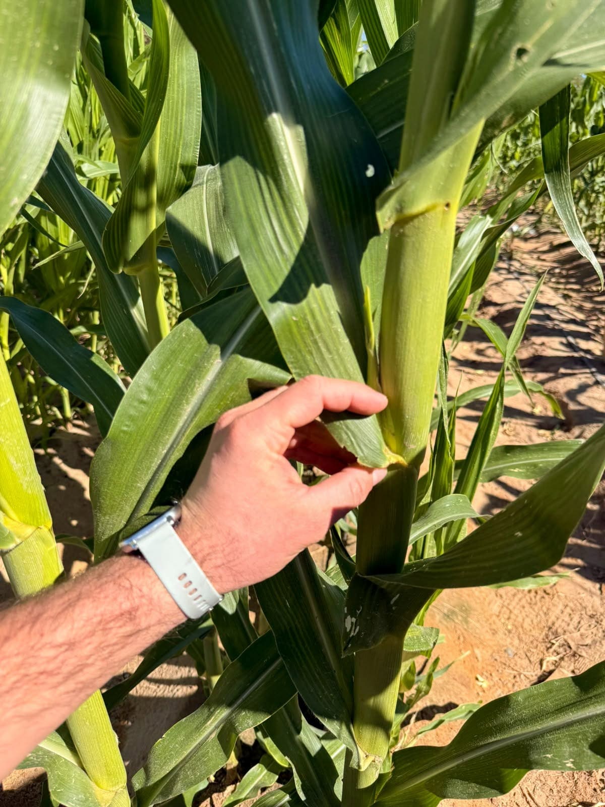 Alumnos de Ingeniería en Horticultura aplicaron conocimientos sobre control de plagas. l Foto: Cortesía