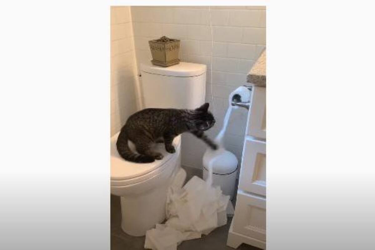 Gato hace travesura en la ausencia de su dueño y escena se hace viral
