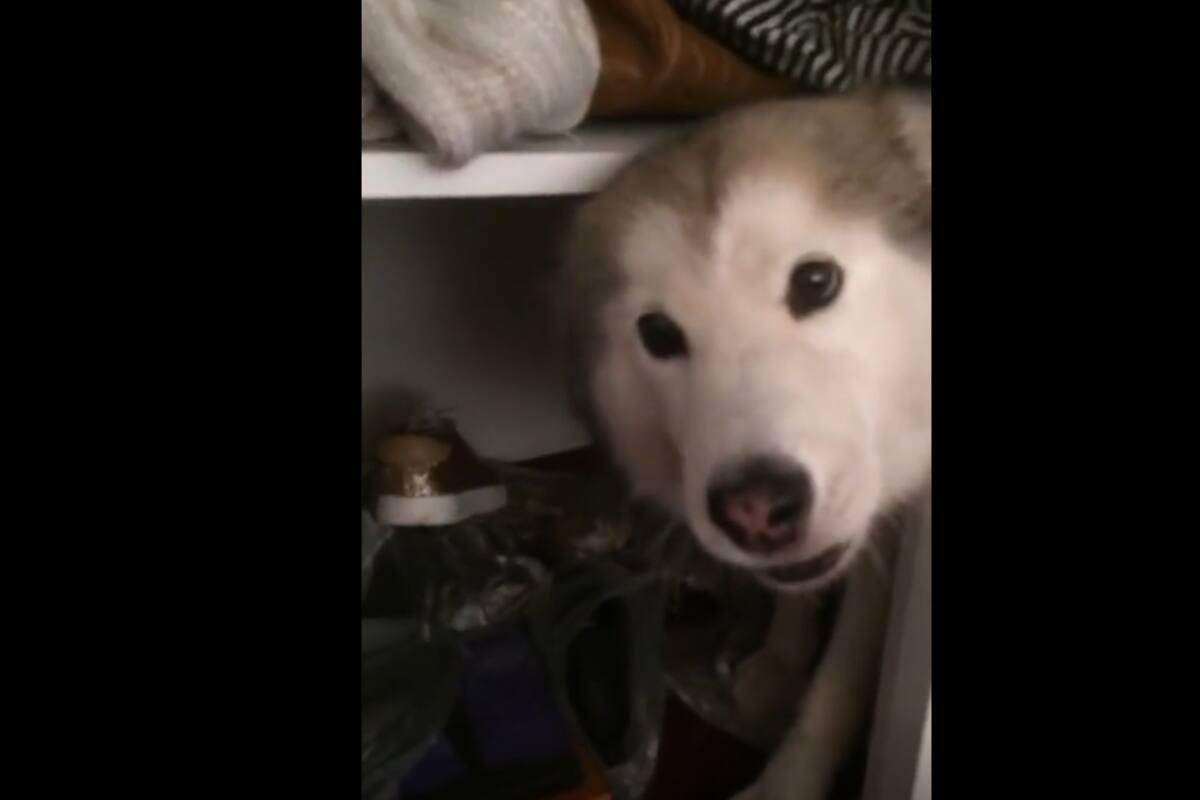 VIDEO TIKTOK: Perrito de raza husky impide que su dueña agarre sus zapatos y puede salir sola