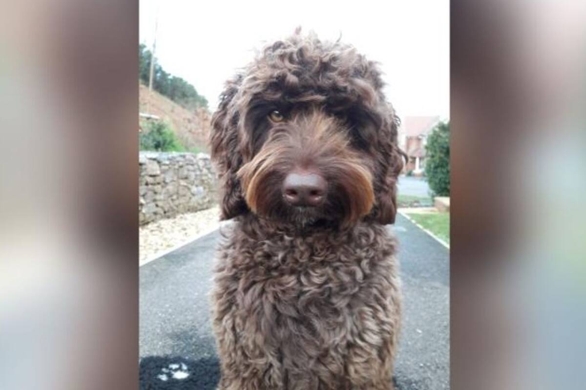 Un perro de los bomberos hace reír a mujer que planeaba quitarse la vida y la salva