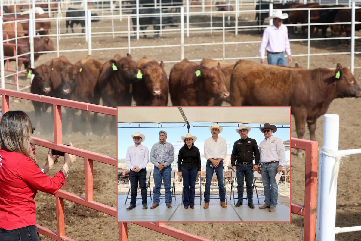 Reciben ganaderos 67 sementales con programa federal