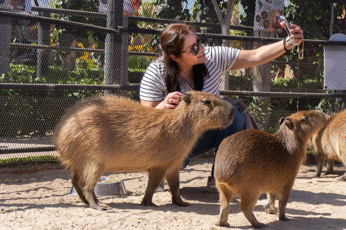 Los capibaras tienen un lugar especial en Baja California donde puedes conocerlos de cerca y descubrir por qué son tan tranquilos